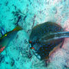 Picture taken during the dive