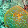 Picture taken during the dive