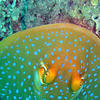 Picture taken during the dive