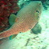Picture taken during the dive