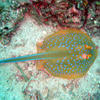 Picture taken during the dive