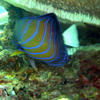 Picture taken during the dive