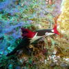 Picture taken during the dive