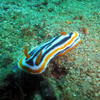 Picture taken during the dive