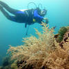 Picture taken during the dive