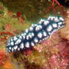Picture taken during the dive