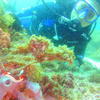 Picture taken during the dive