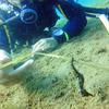 Picture taken during the dive