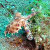 Picture taken during the dive