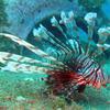Picture taken during the dive
