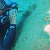 Picture taken during the dive
