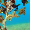 Picture taken during the dive