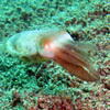 Picture taken during the dive