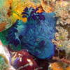 Picture taken during the dive