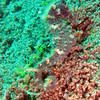 Picture taken during the dive