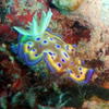 Picture taken during the dive