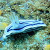 Picture taken during the dive