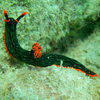 Picture taken during the dive