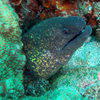 Picture taken during the dive