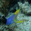 Picture taken during the dive