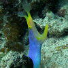 Picture taken during the dive