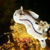Picture taken during the dive
