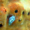 Picture taken during the dive