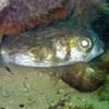 Picture taken during the dive