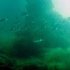 Picture taken during the dive