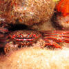 Picture taken during the dive