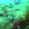 Picture taken during the dive