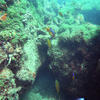 Picture taken during the dive