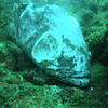 Picture taken during the dive