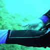 Picture taken during the dive