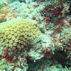 Picture taken during the dive