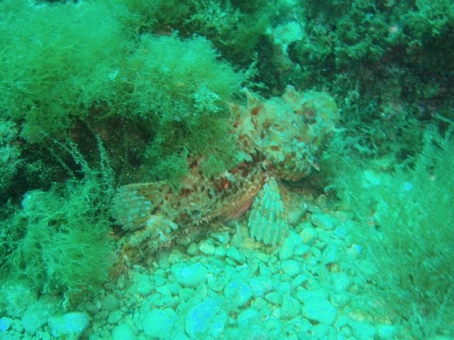 BUCEO PUERTO JAVEA - Dive Center in Espagne
