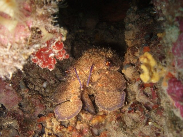 Diving in Xàbia, Spain - By Buran