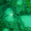 Picture taken during the dive