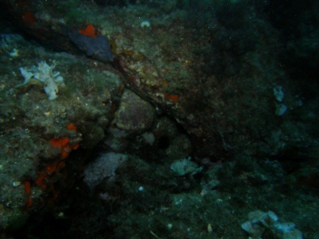 Poseidon Nemrod Diving - Dive Center in Spain
