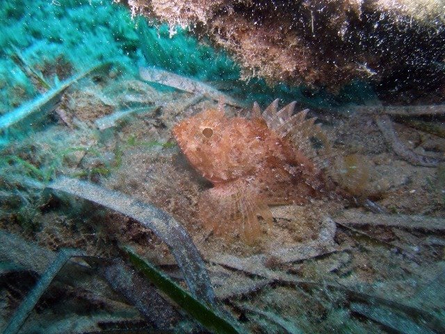 Cabo Tiñoso - Dive Center in Spain