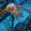 Picture taken during the dive