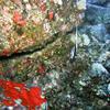 Picture taken during the dive