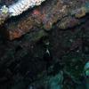 Picture taken during the dive