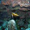 Picture taken during the dive