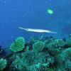 Picture taken during the dive