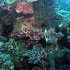 Picture taken during the dive