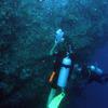 Picture taken during the dive
