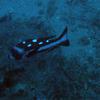 Picture taken during the dive