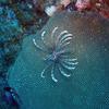 Picture taken during the dive