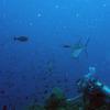 Picture taken during the dive